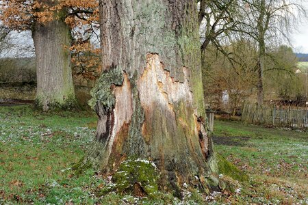 Nature bark old oak photo