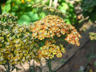 Flowers yellow yellow flowers