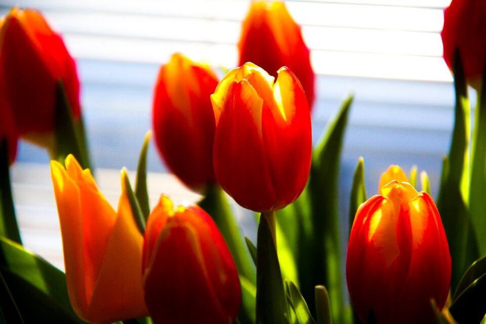 Plant colorful floral