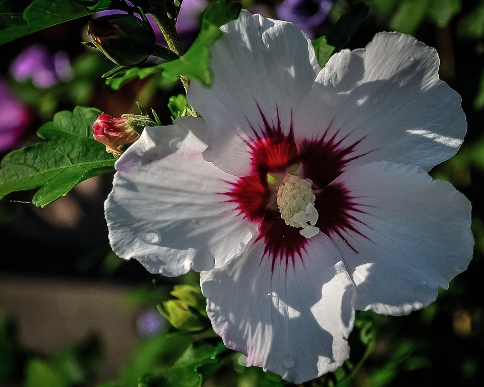 Nature plant beauty