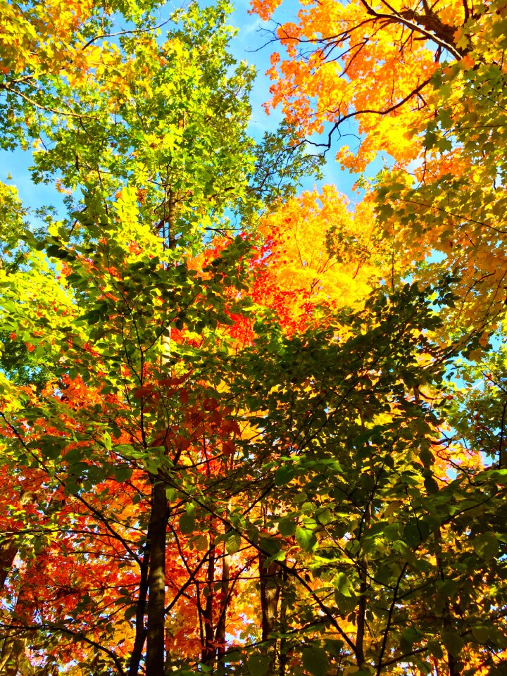 Wood woodland orange