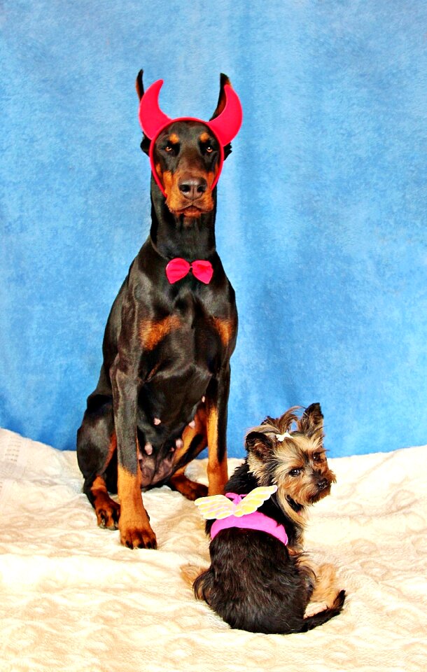 Dogs doberman yorkshire terrier