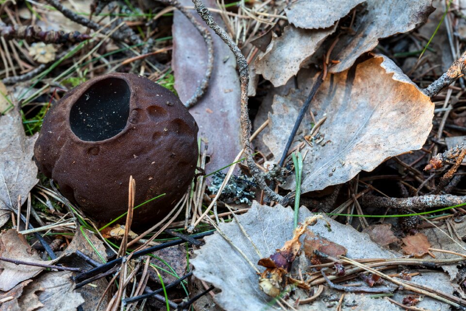 Bomb false morel sarcosoma globosum rare mushroom