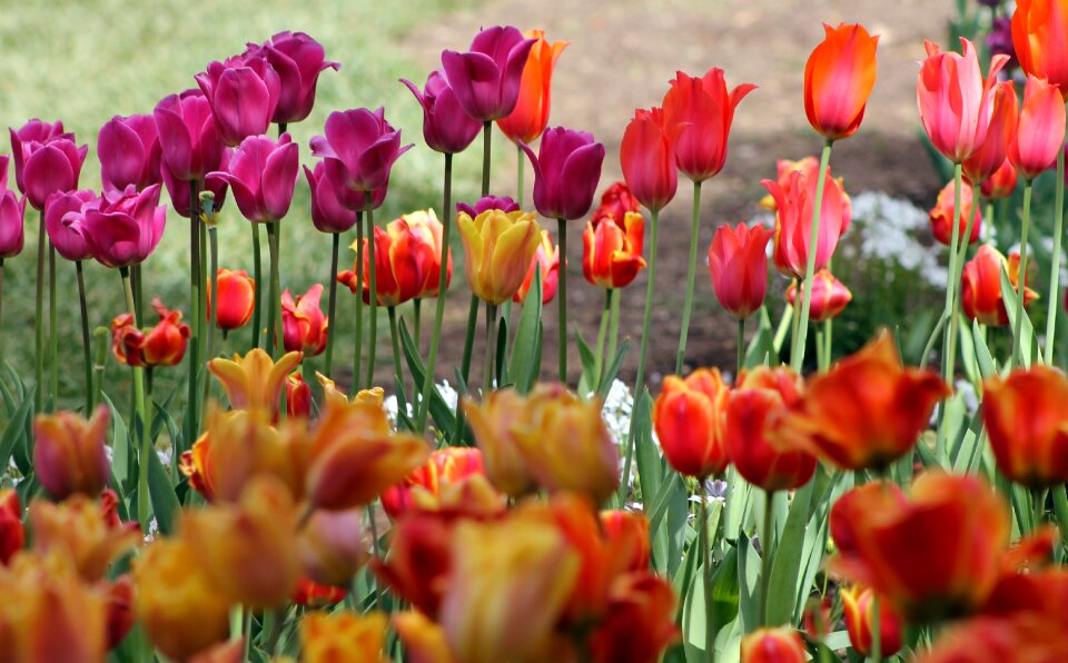 Garden blossom fresh