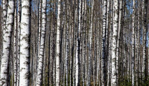 Birch trees birch trunks birch forest photo