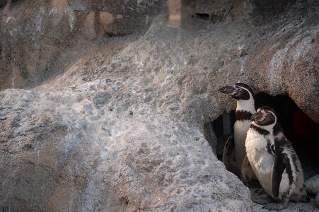 Penguin bird
