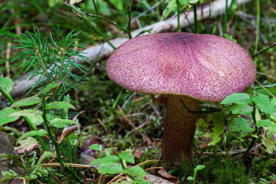 Prickmusseron tricholomopsis rutilans mushroom
