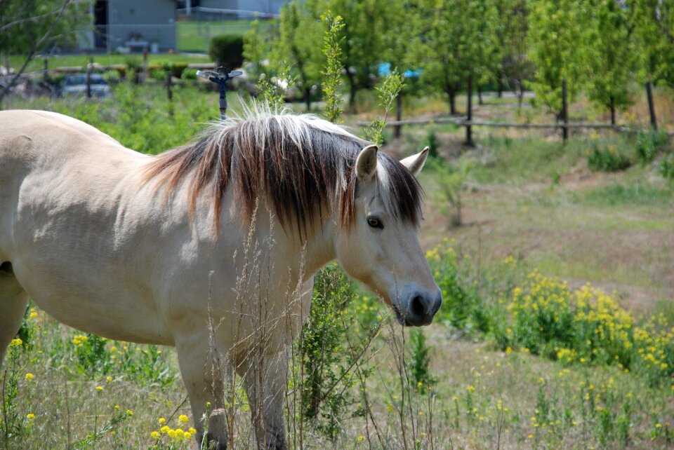Field farm
