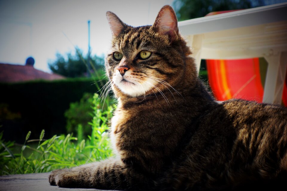 Cat alley cat animal