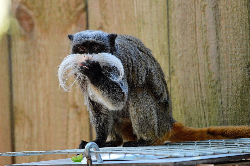 Monkey animal wildlife