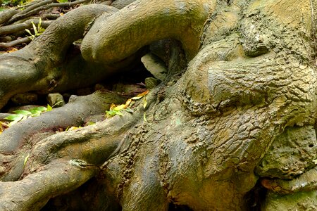 Nature forest sculpture