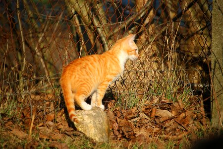 Young cat cat baby red cat