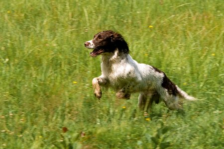 Spaniel training movement
