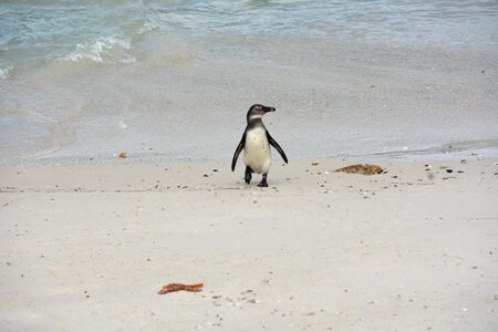 Water sand cape point photo