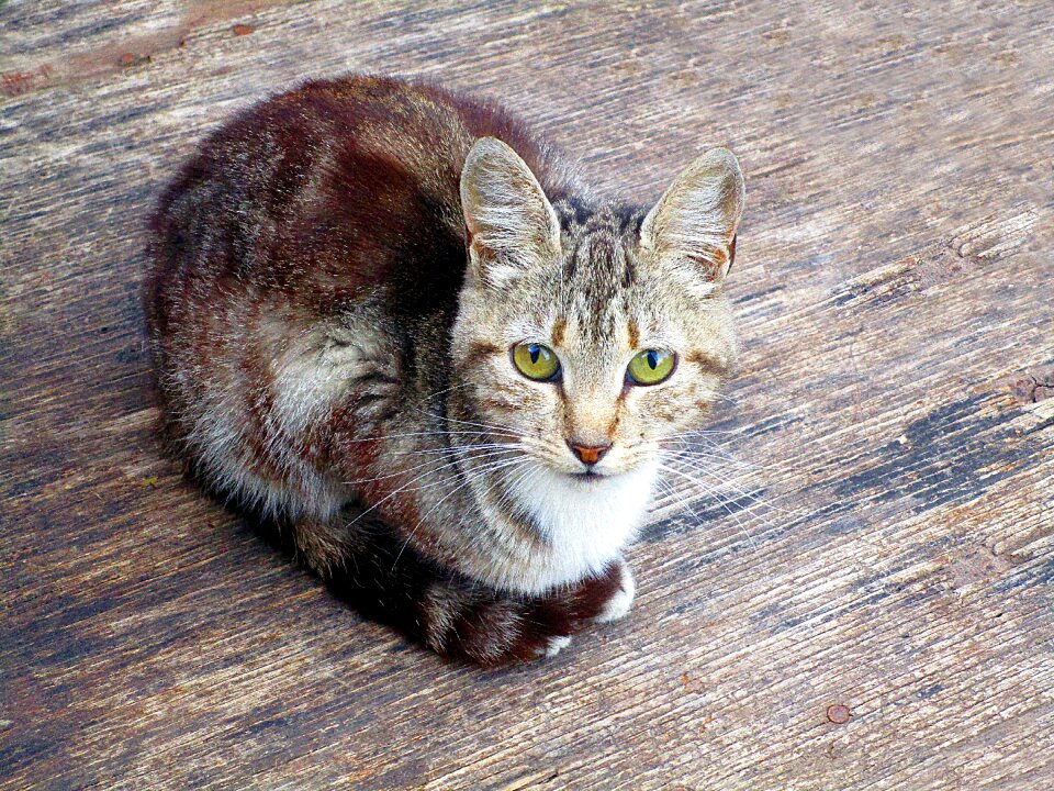 Camouflage eyes feline