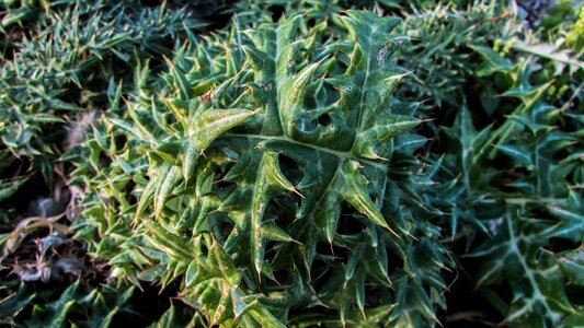 Cynara cornigera plant flora