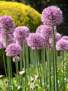 Summer plant nature