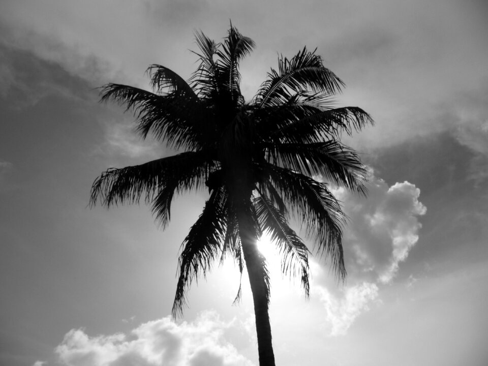 Florida palm naples