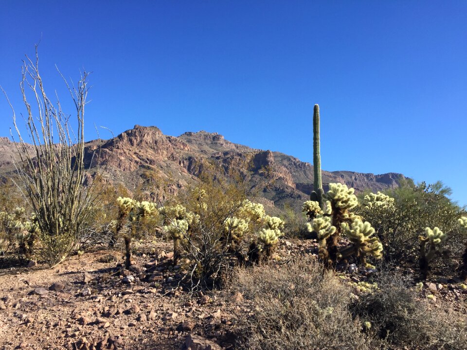 Nature landscape saguaro