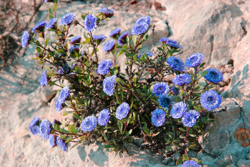 Globular alypum flowers garrigue