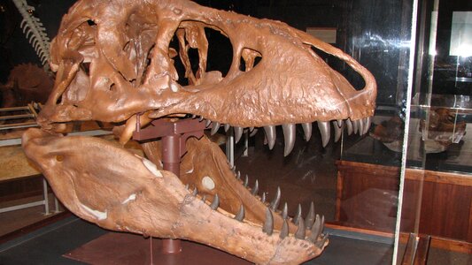 Museum skull predator