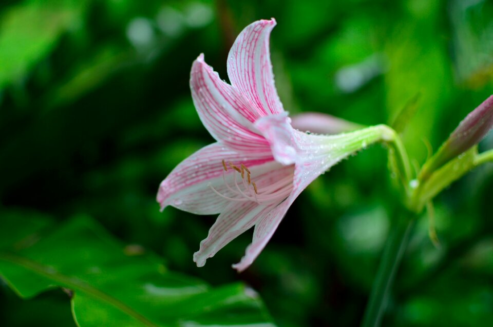 Flower wood dash liver summer