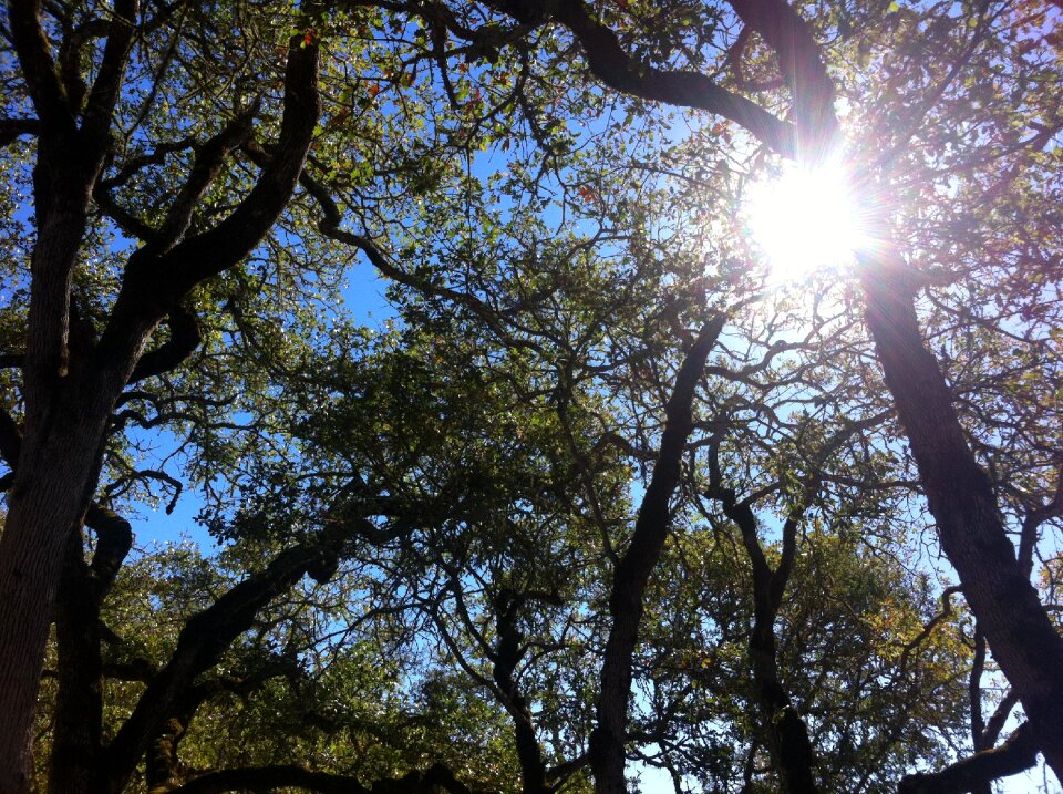 Sky branches trees