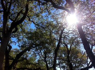 Sky branches trees photo