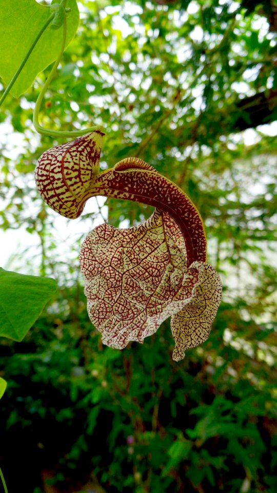 Pipe flower garden tropical plant