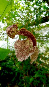 Pipe flower garden tropical plant