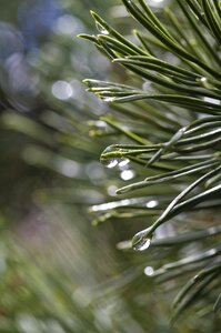 Conifer nature pine family