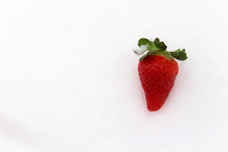 Strawberry in the snow strawberry winter
