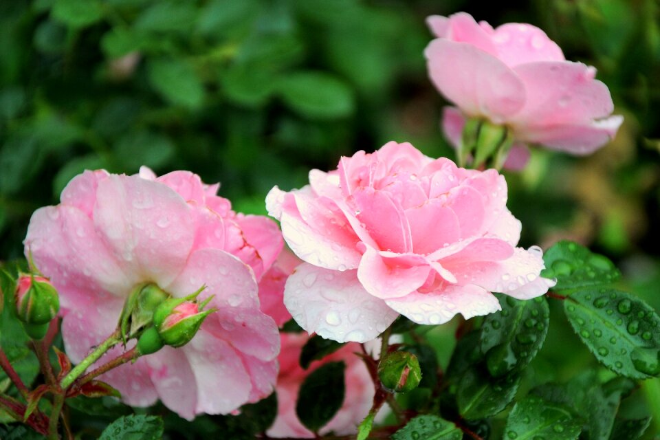 Flower detailed decorative