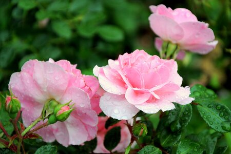 Flower detailed decorative