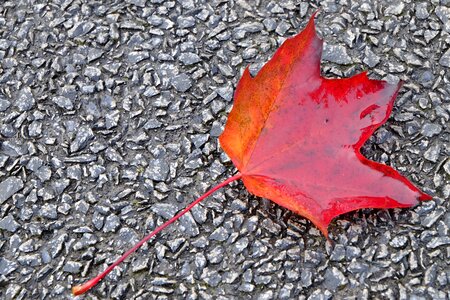 Red ground rain photo