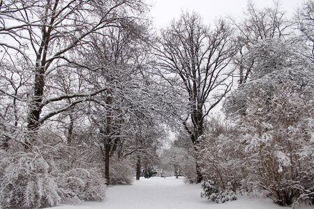 Trees wintry snowy photo