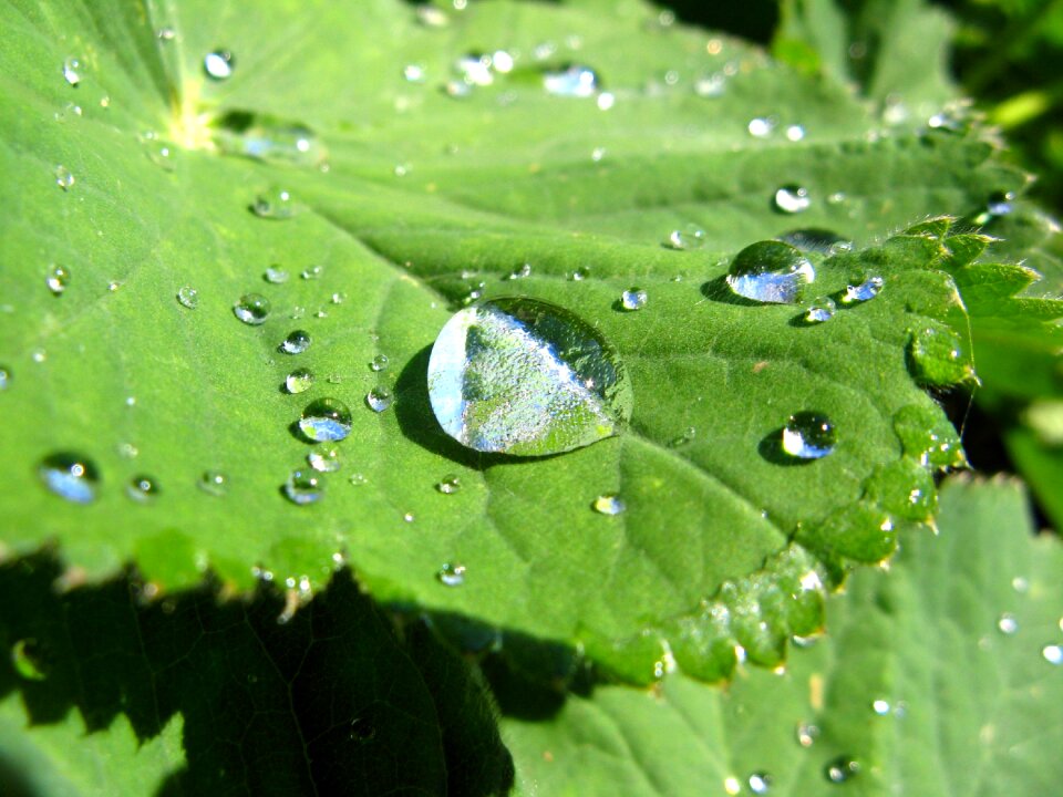 Frauenmantel raindrop nature