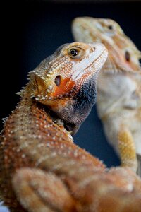 Animal pet beardie photo