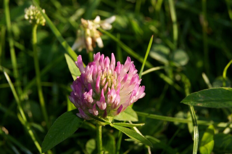 Nature plants park