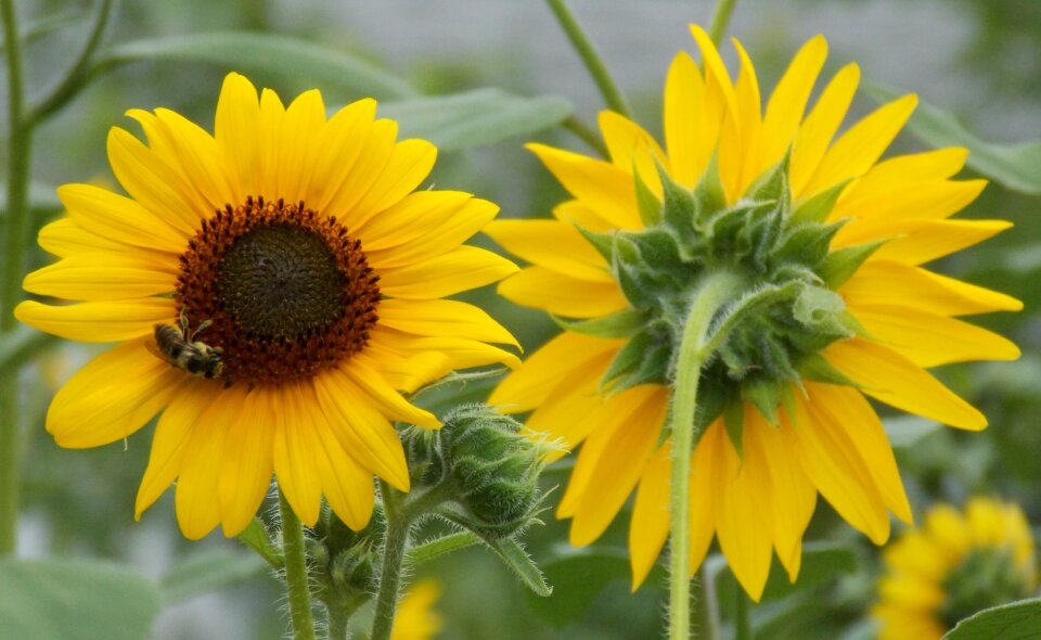 Plant summer yellow