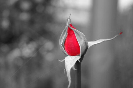 Plant close up red