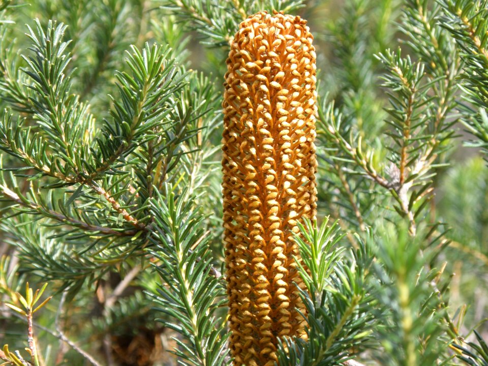 Australian flora nature