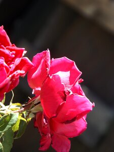 Flower nature red