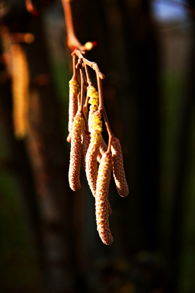 Shadow branch bud