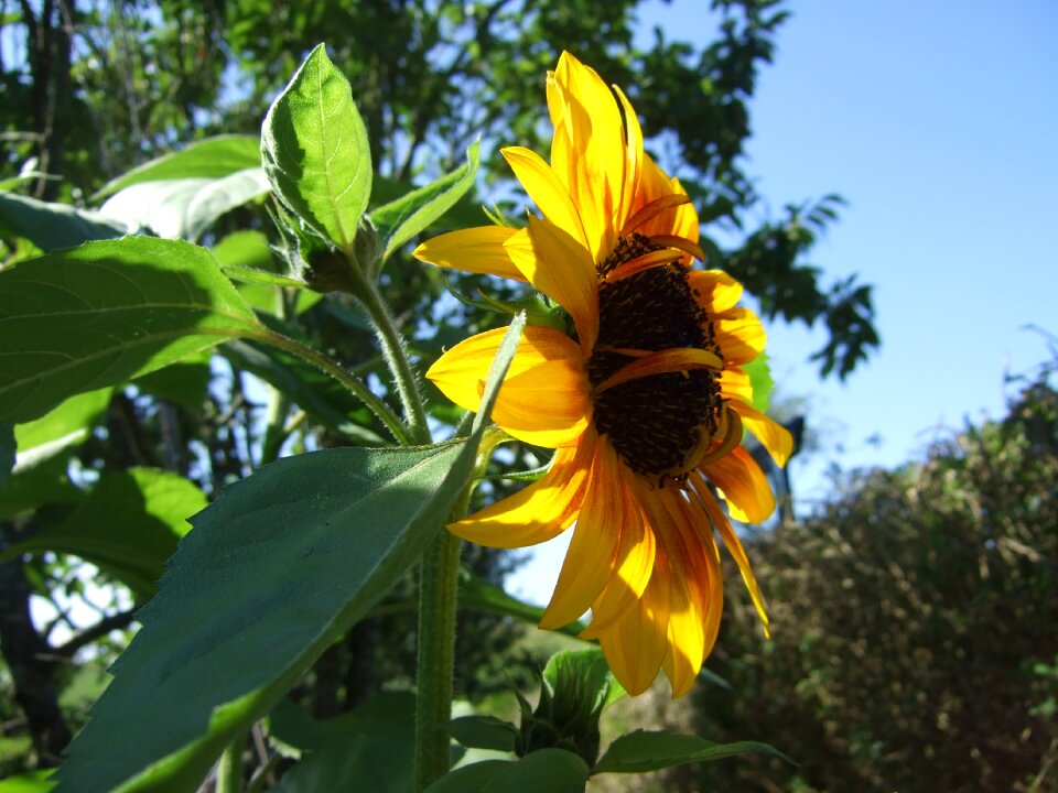 Sunflower summer yellow photo