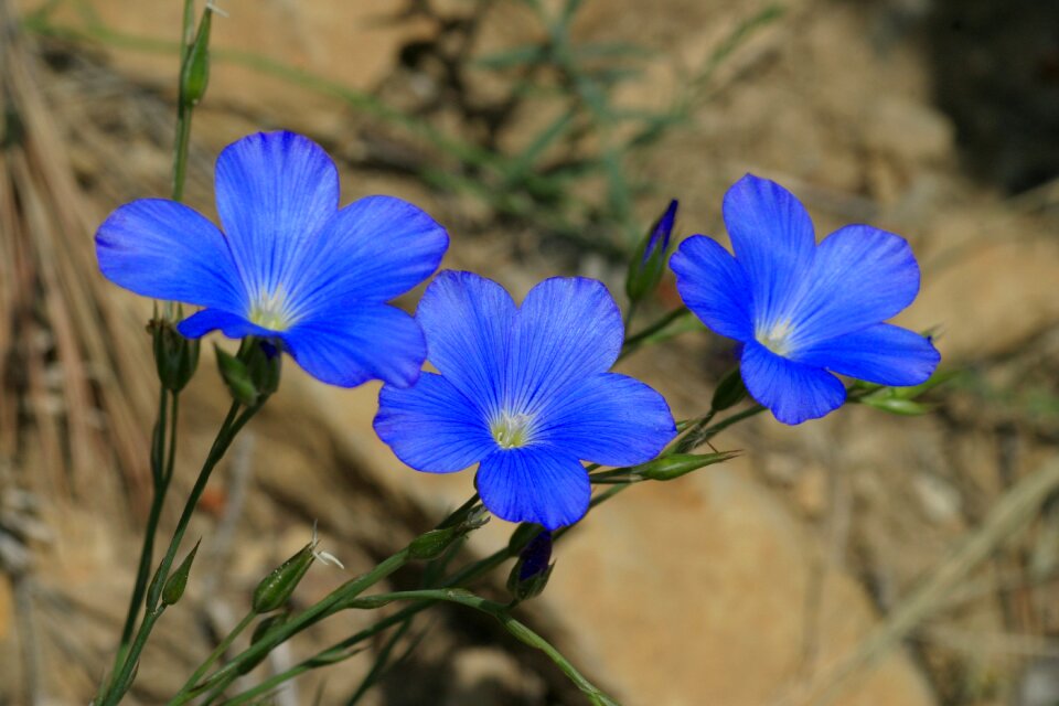Linum narbonense scrubland flowers