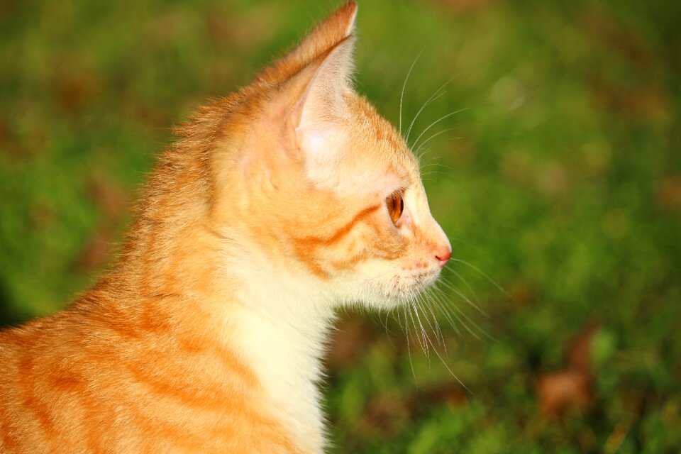 Red cat young cat cat baby
