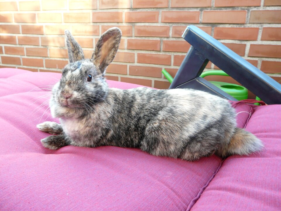 Rest relaxation animal