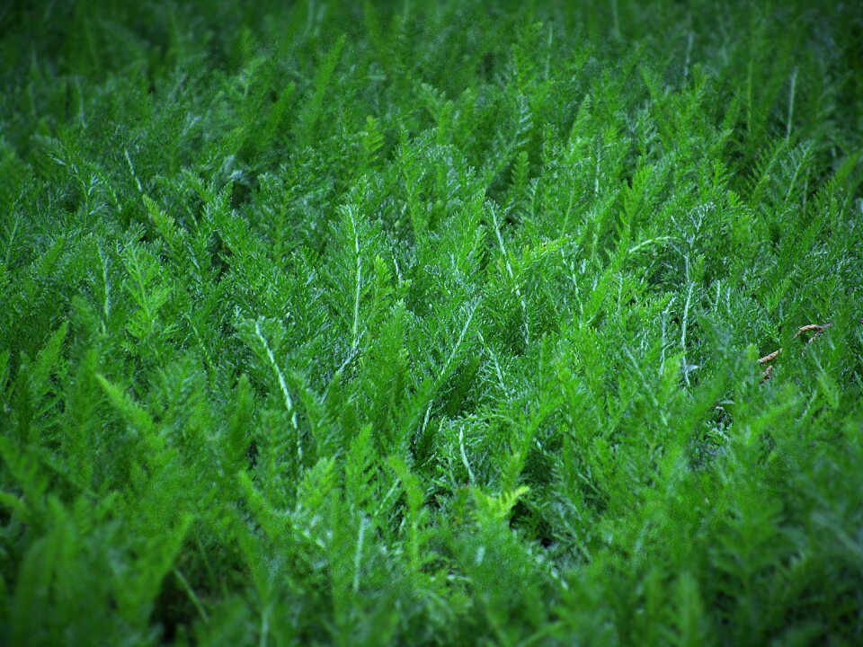 Nature dark green soil