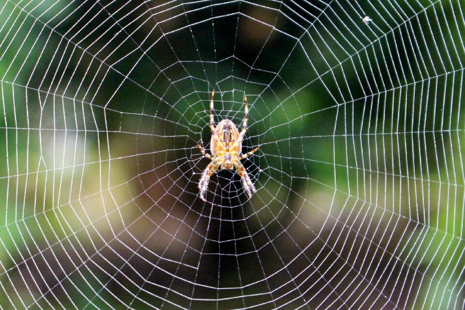 Nature insect arachnid